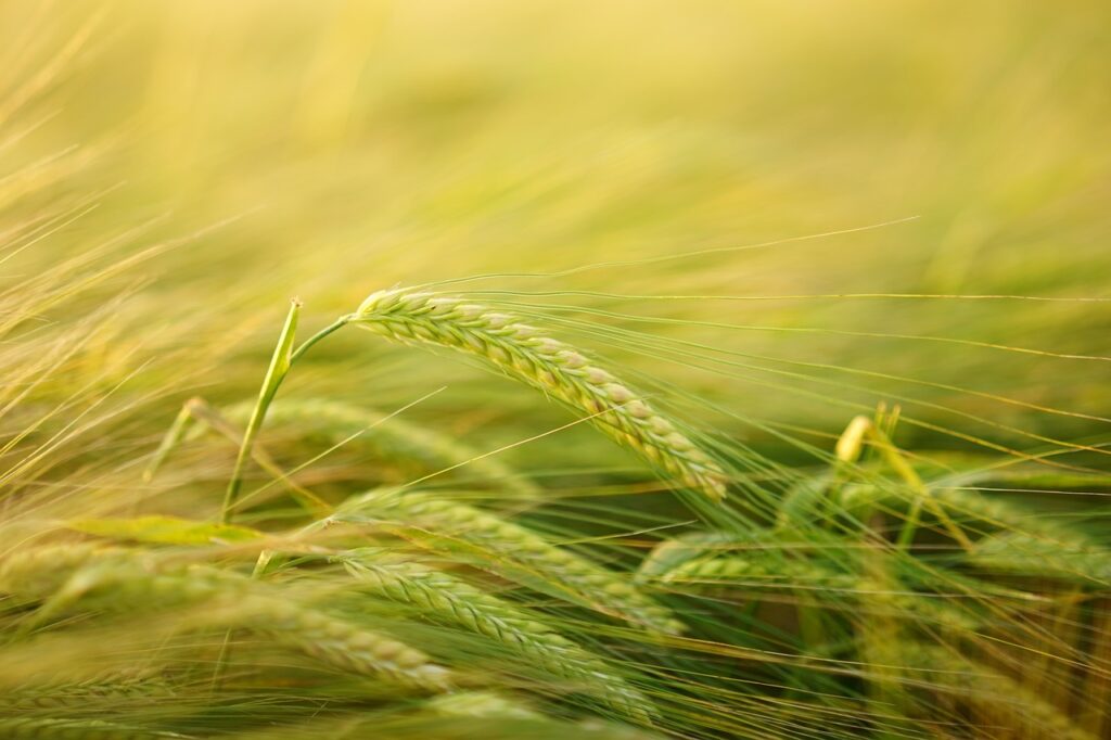 Most Popular Whole Grains For Balanced Nutrition